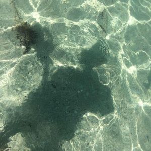 Meet your Posher, Allie